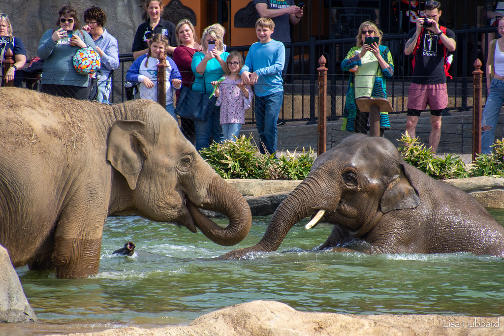 elephants in the pool