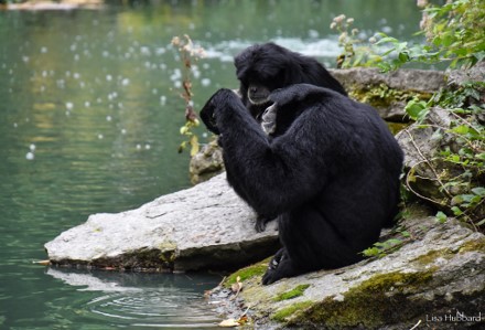 siamang breakfast with the animals