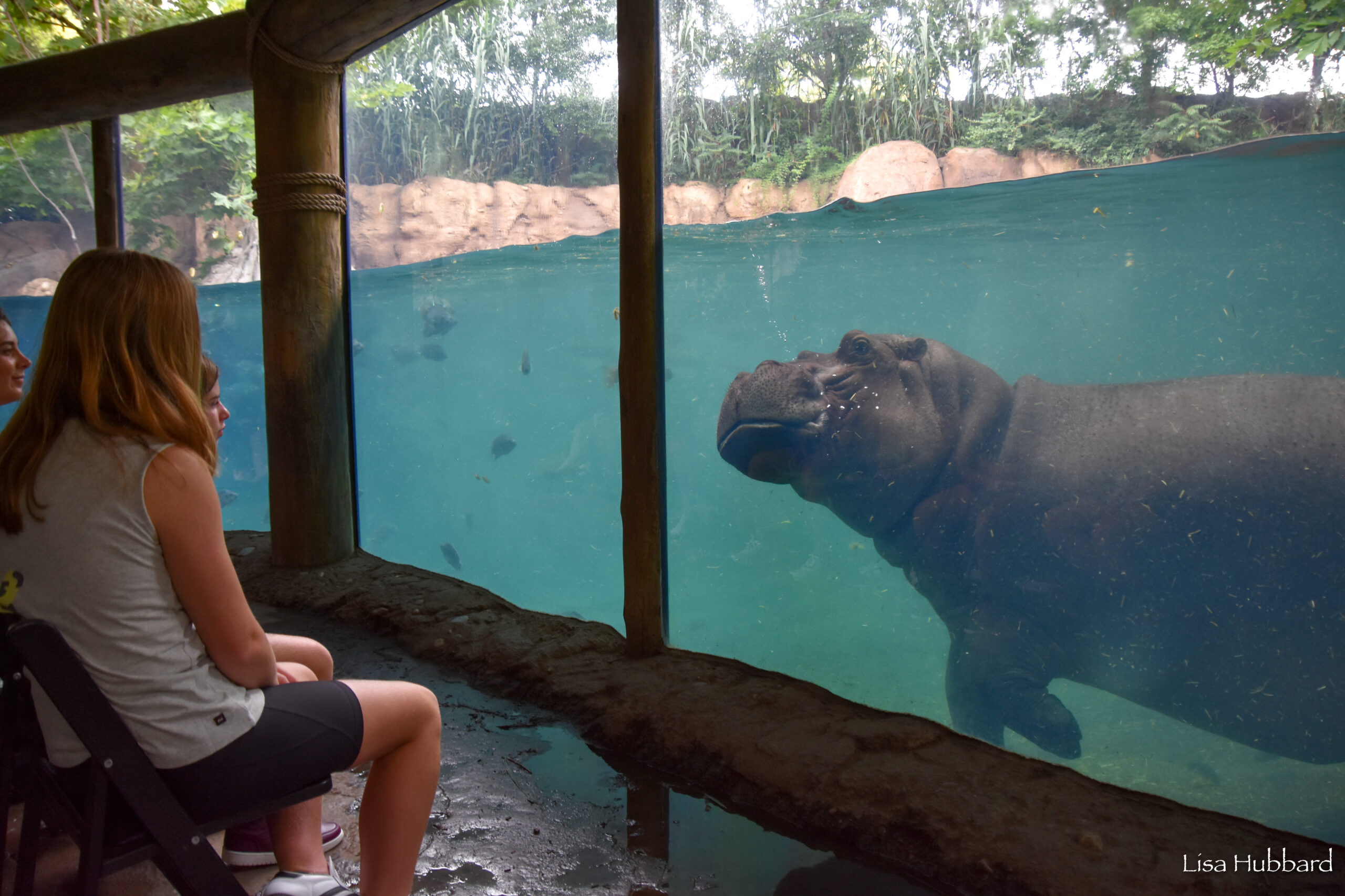 guests looking at bibi the hippo underwater
