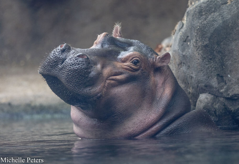 hippopotamus looking at camera