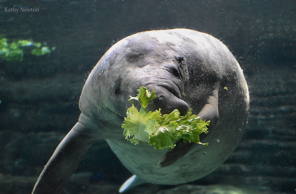 manatee eating lettuce