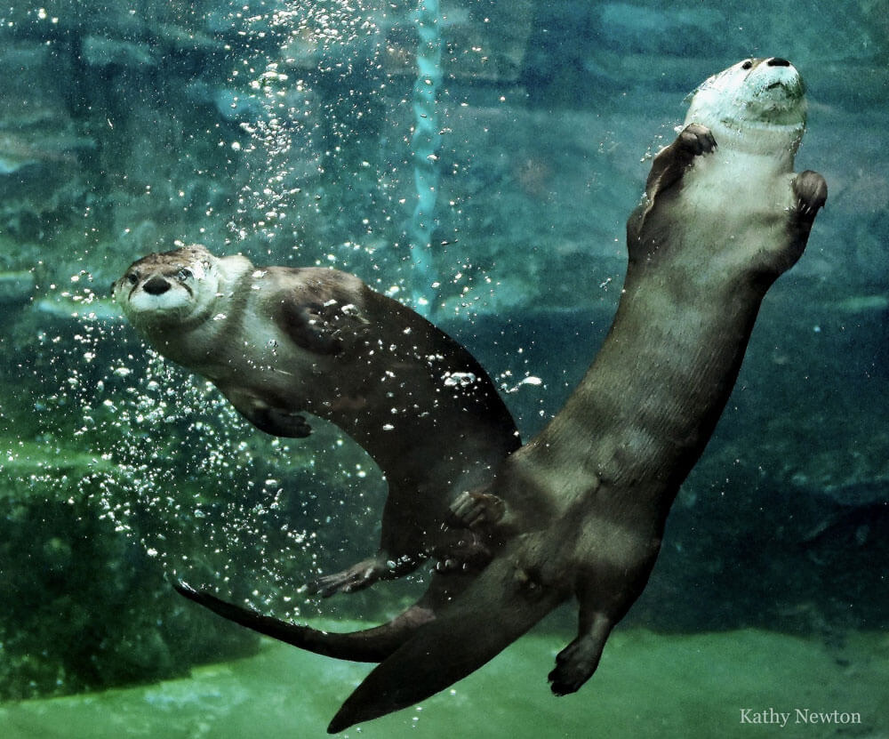 photo of otters