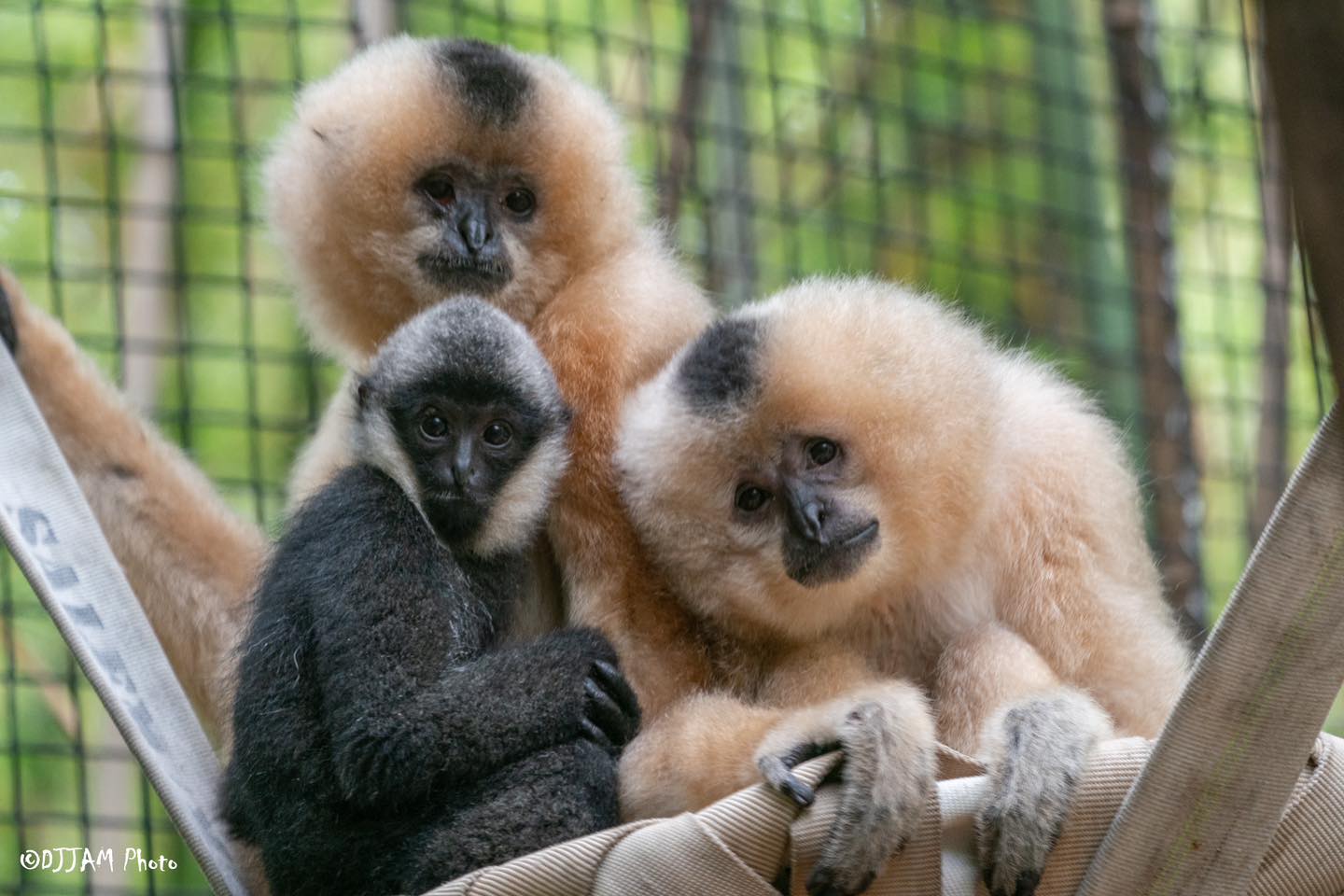 Baby Gibbon and Surrogate Moms Skittles and M&M Make Debut in Jungle Trails