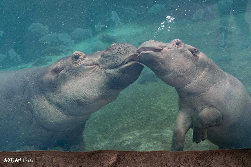 Fiona and Fritz hippos underwater nose to nose