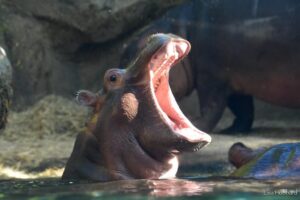 baby hippo with head sticking out of the water looking to the right with his little mouth wide open