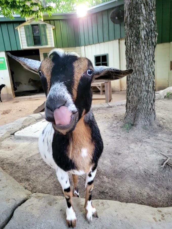 goat looking at the camera