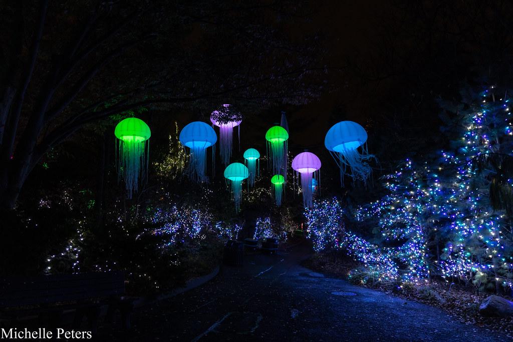 jellyfish lanterns suspened above the trees and glowing for pnc festival of lights