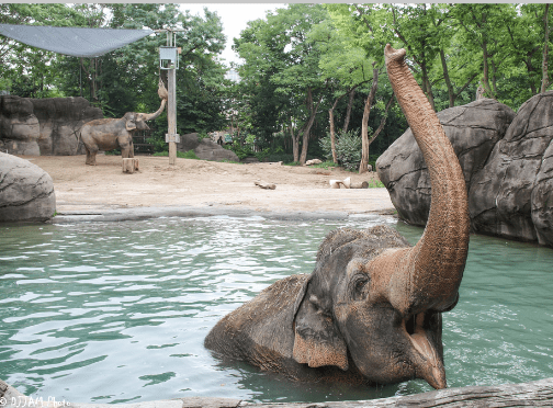 #1-Ranked Cincinnati Zoo Boosts Local Economy and Generates Millions in Tax Revenue