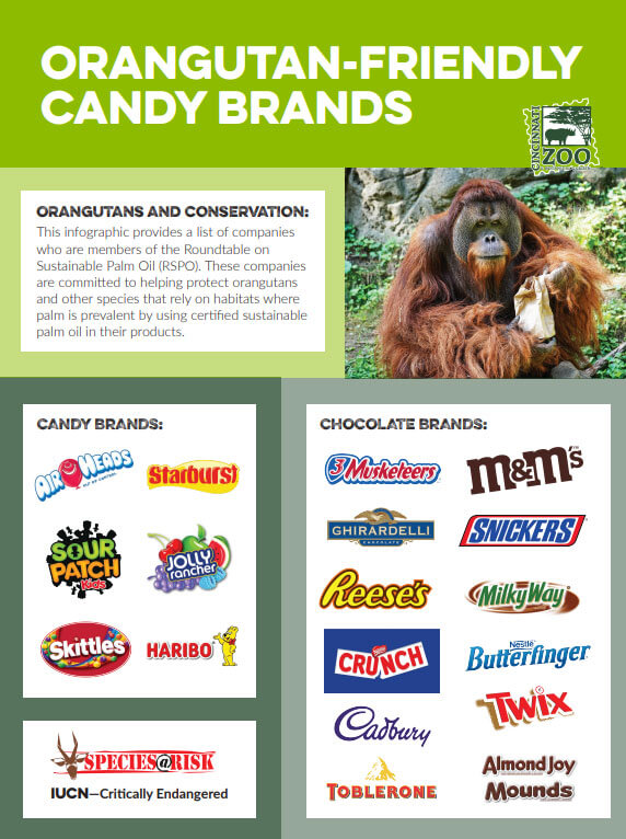 brochure with candies