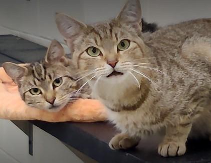 Cincinnati Zoo Scientists Advance Non-Surgical Contraceptive Alternative for Cats