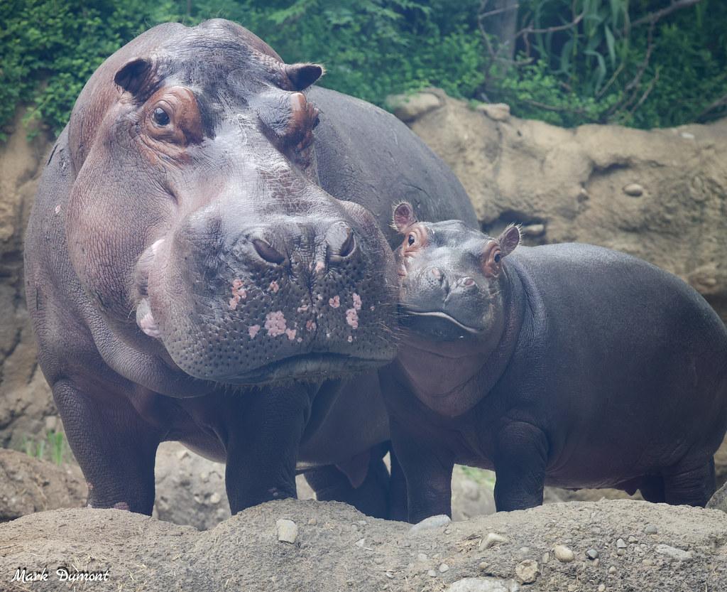 Large hippo tucker and his small hippo son fritz with their cheeks pressed together