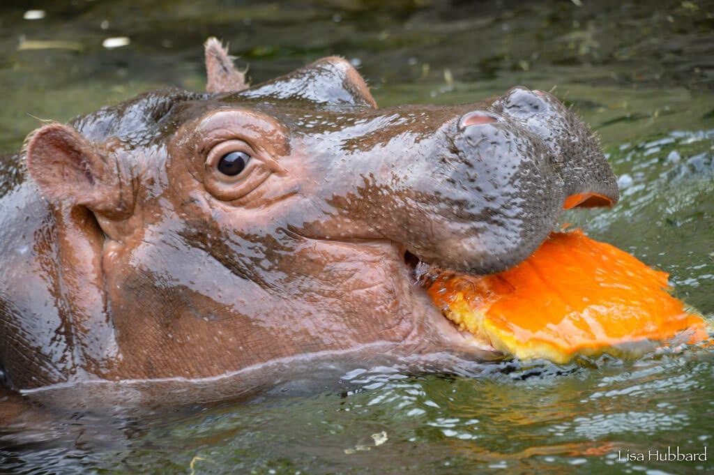 hippo eating pumpkin