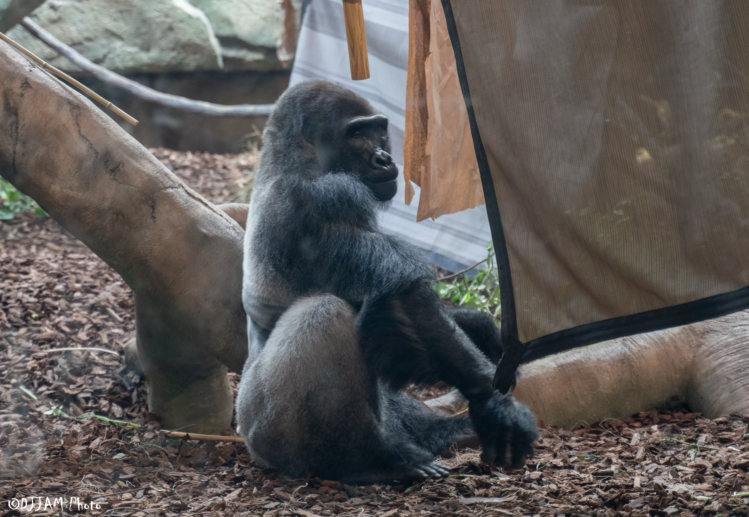 Cincinnati Zoo welcomes three gorillas to Gorilla World