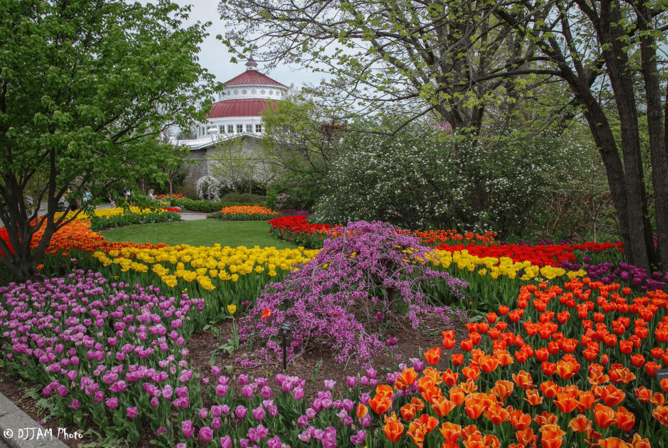 look at the reptile house with purple yelllow and orange tulips in the foreground