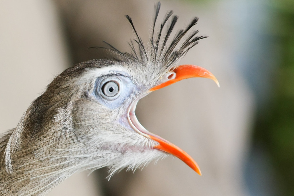 red legged seriema with mouth open