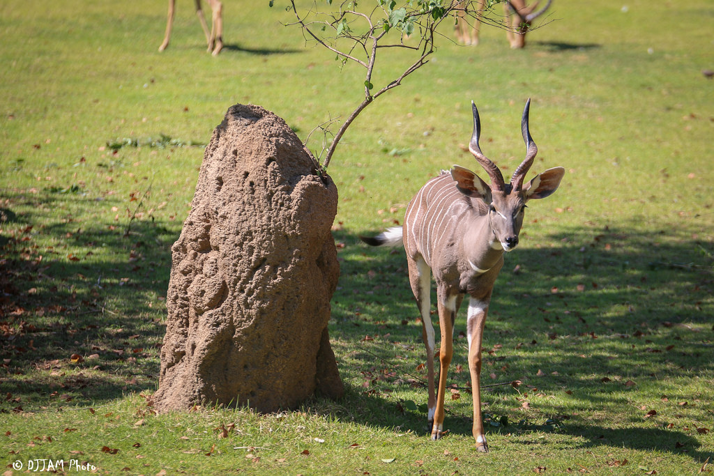 lesser kudu in the grass