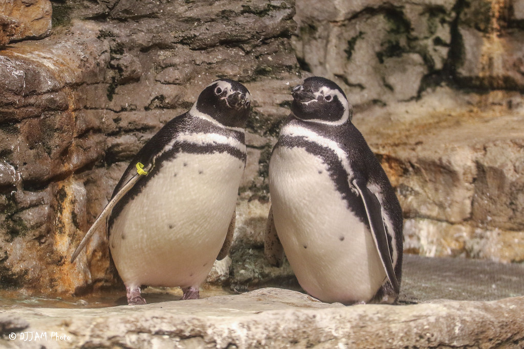 2 magellantic penguins standing