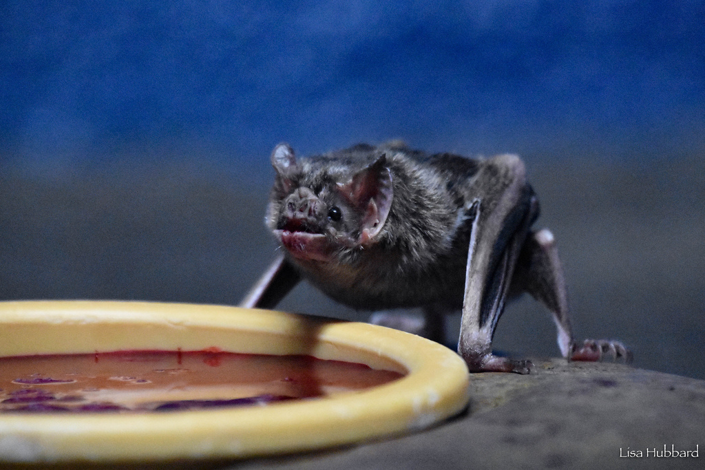 vampire bat next to bowl of blood