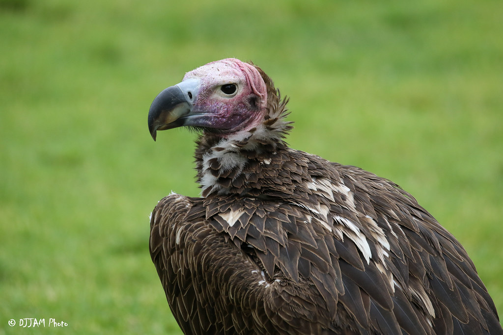 lappet faced vulture outside