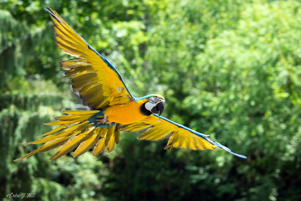 blue and gold macaw flying