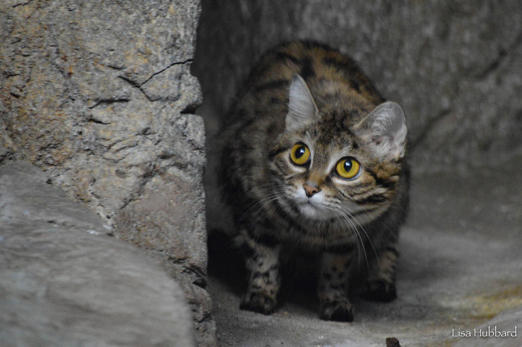 black footed cat looking up