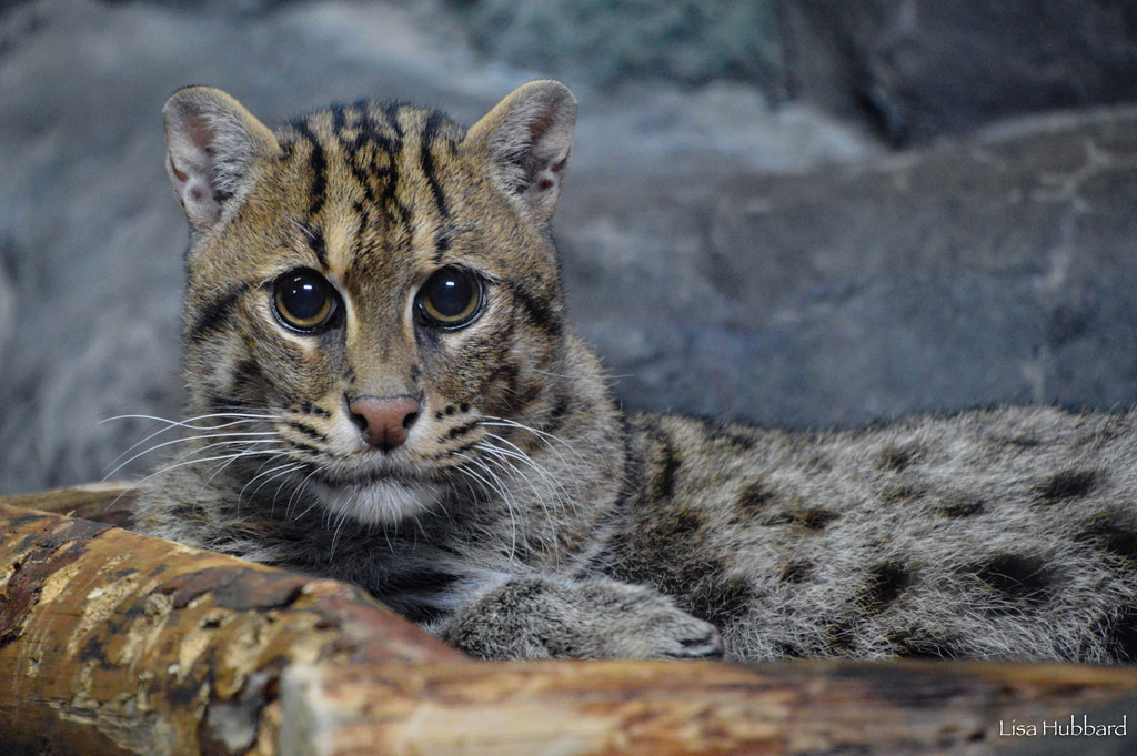 A Fascination for Fishing Cats - AZPM