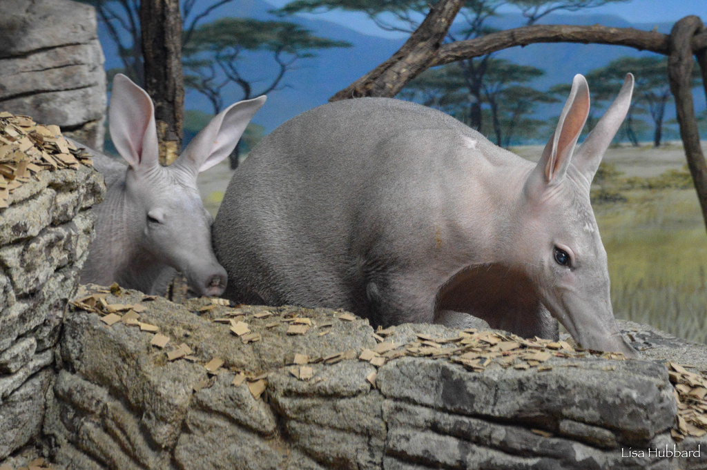 two aardvarks standing in habitat