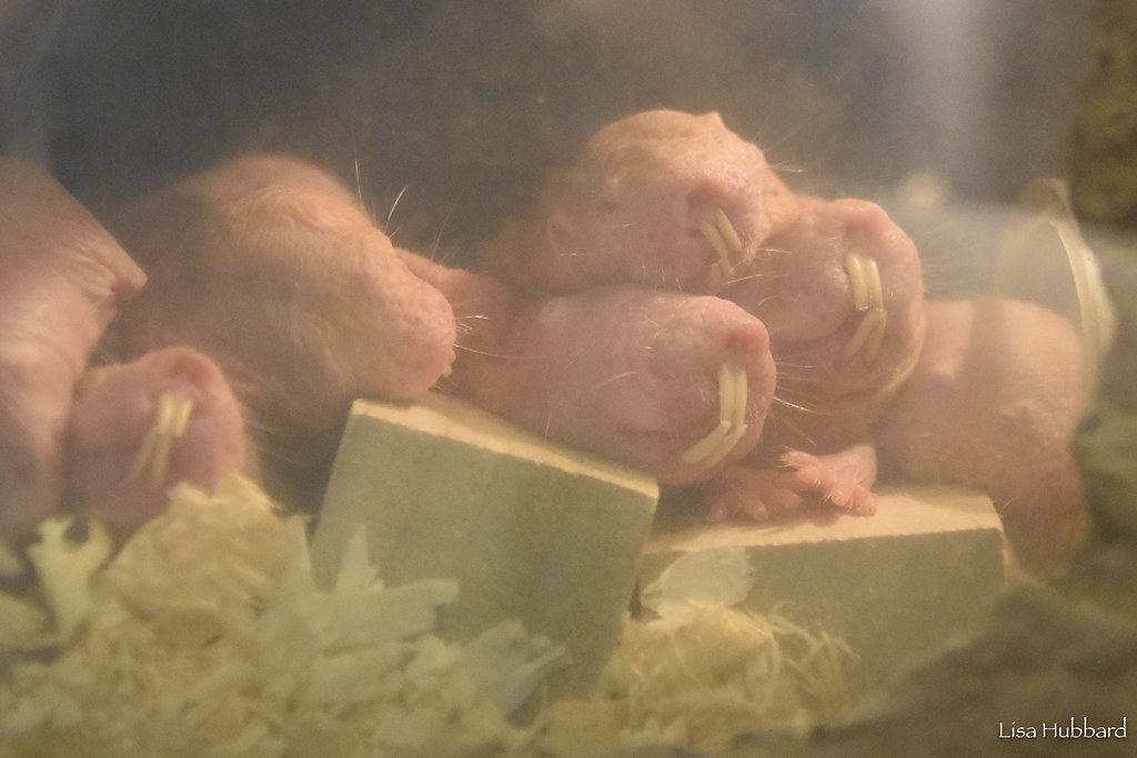 a bunch of naked mole rats