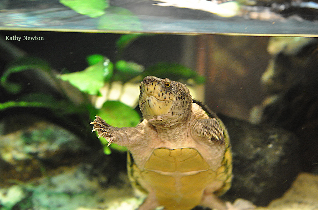 loggerhead musk turtle underwater