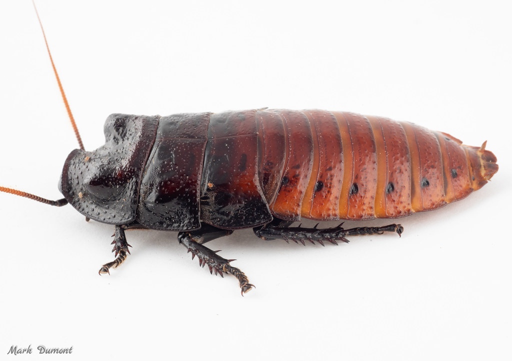 hissing cockroach on white background