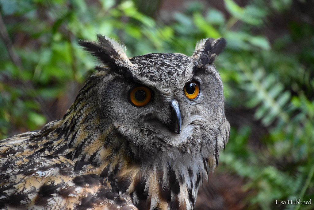 face shot of the eagle owl