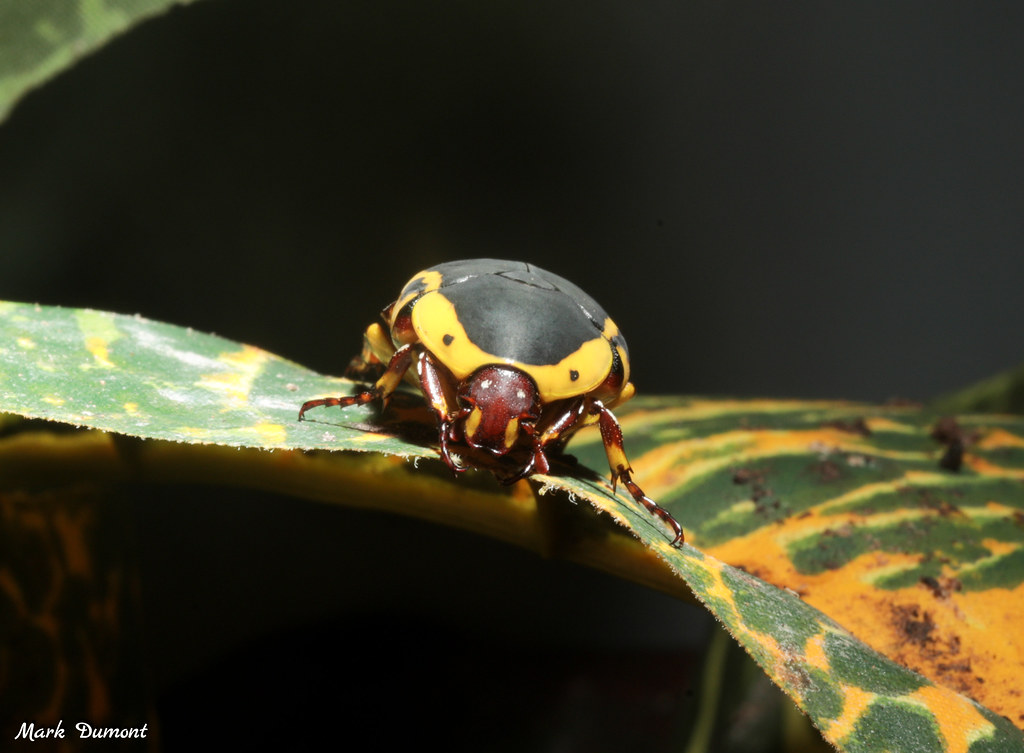 yellow bellied beetle on leaf
