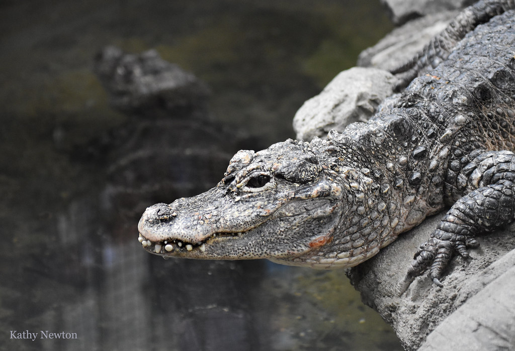 chinese alligator profile