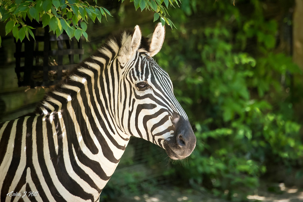 zebra side profile