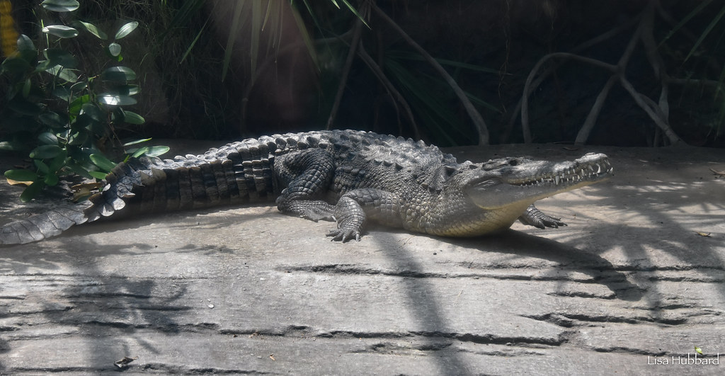 american crocodile in habitat