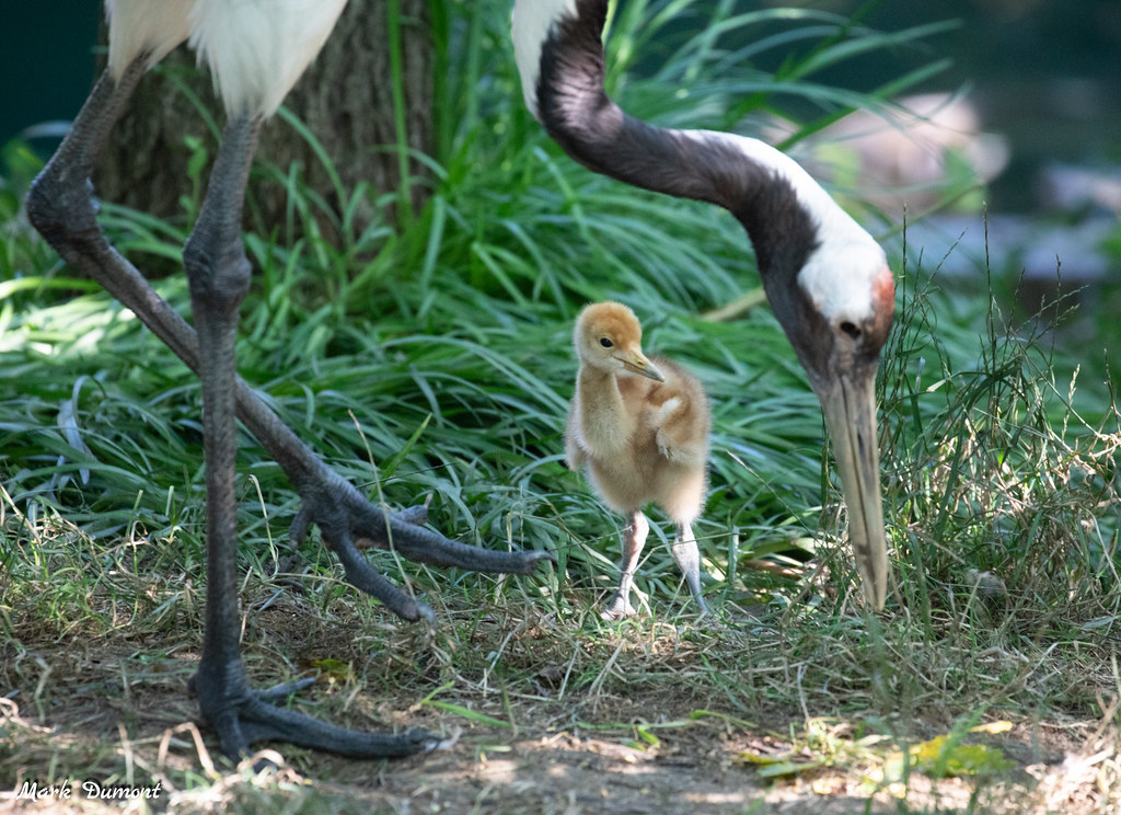 red crowned crane mom and chick