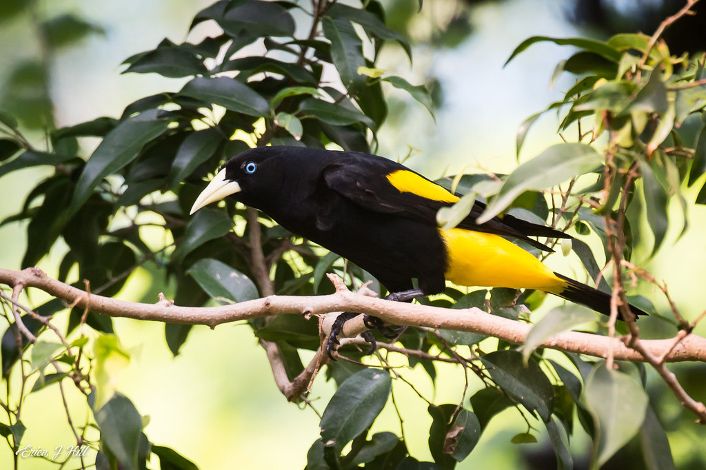 yellow rumped cacique sitting in a tree