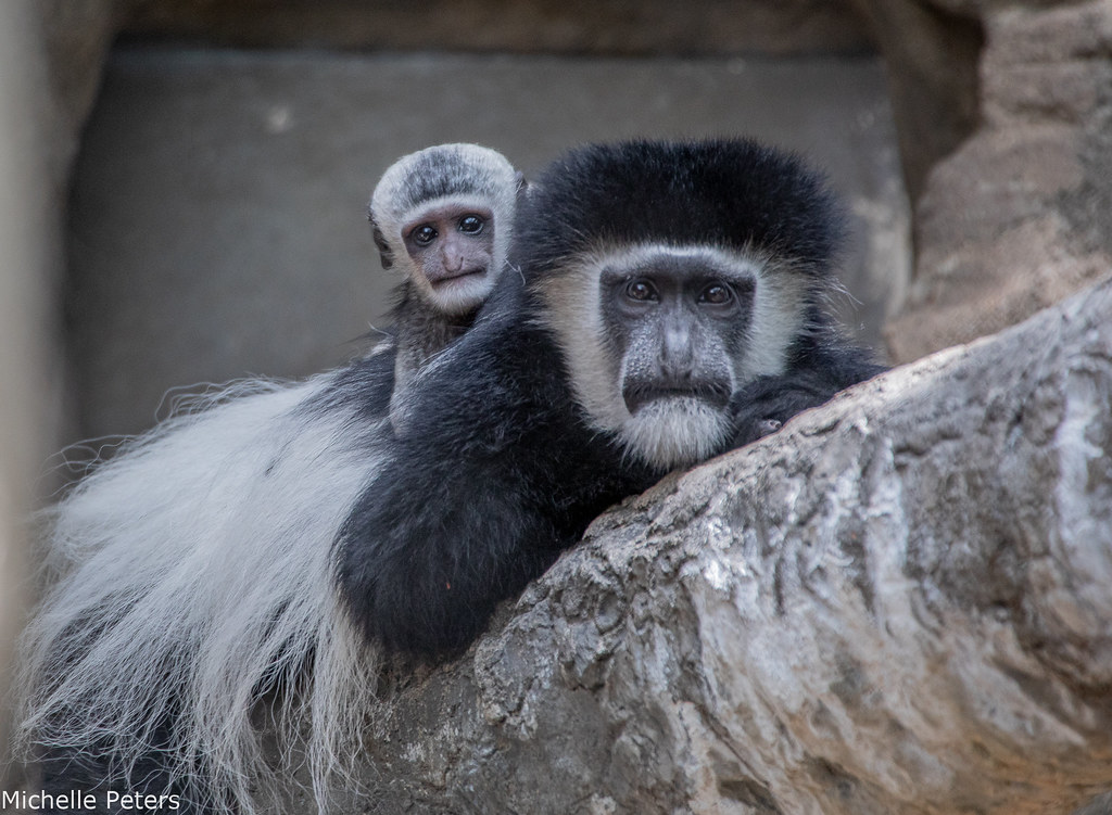 mom and baby colobus monkey