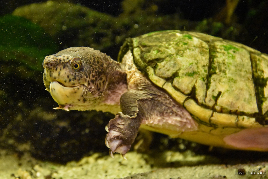 loggerhead musk turtle under water