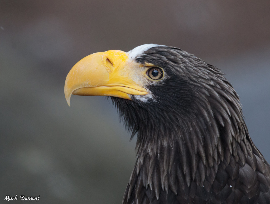 profile of steller sea eagle face