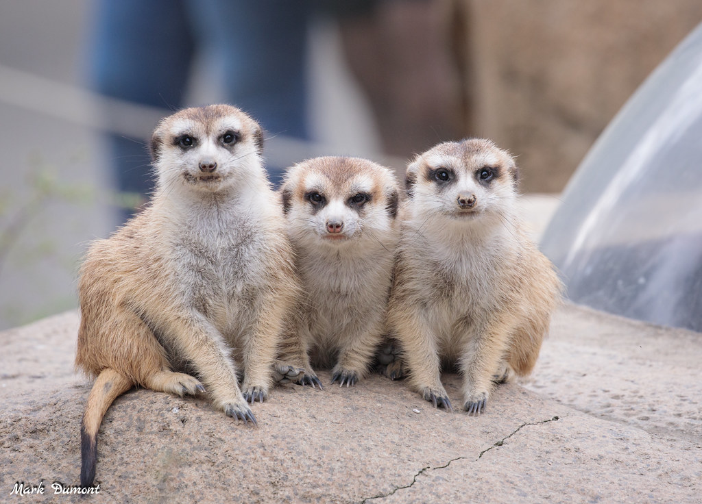 3 meerkats in a row