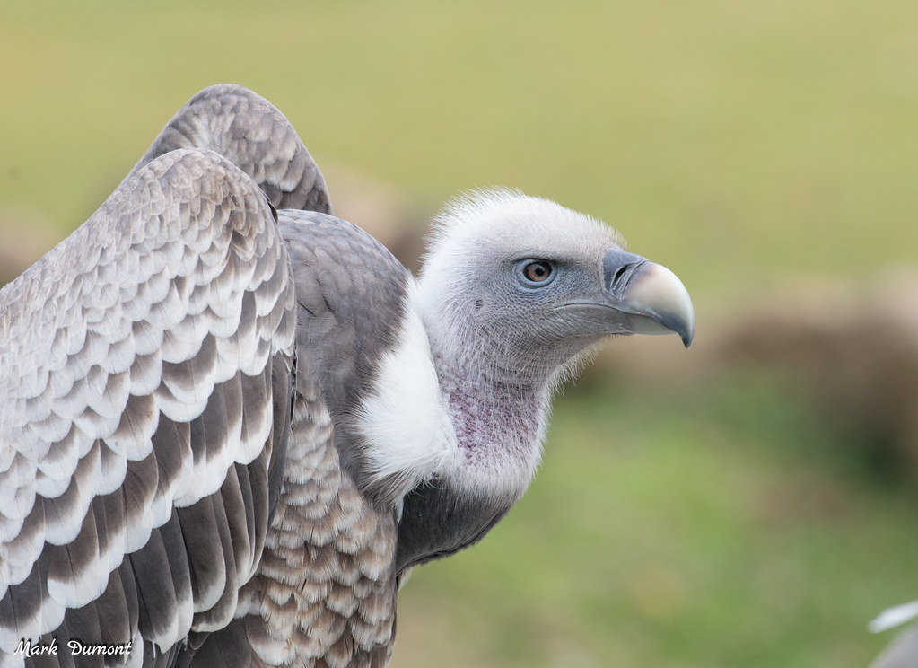 ruppels griffon vulture side profile