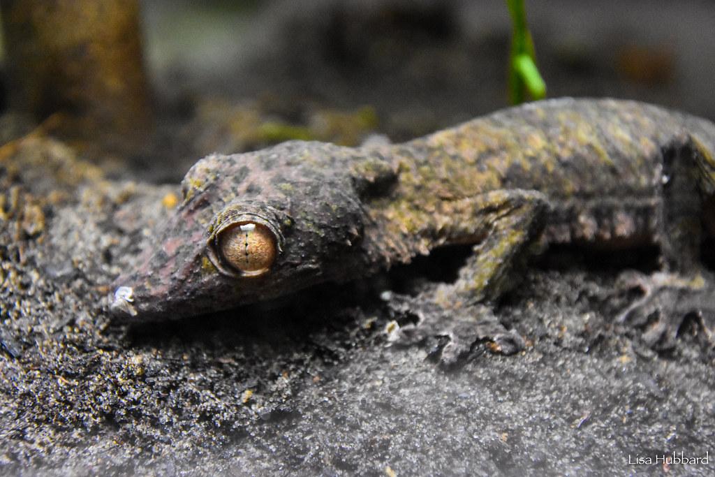 Henkel's Leaf-tailed gecko blends in with log it is layin gon