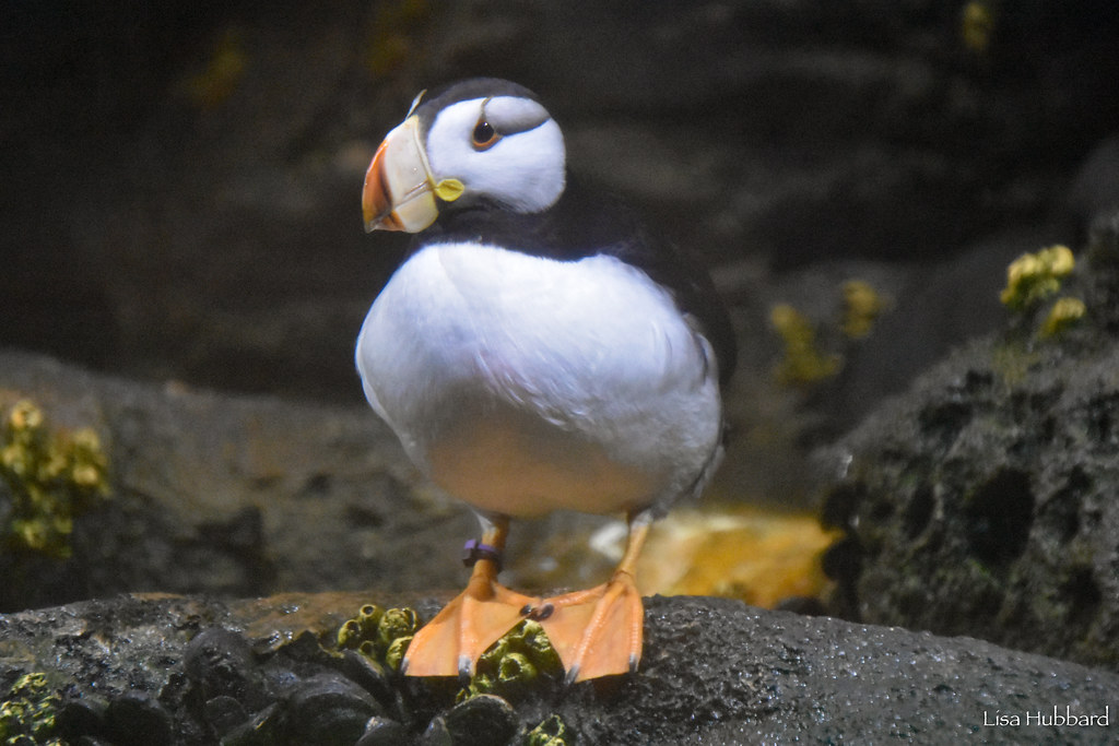 horned puffin standing on rock