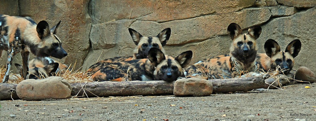 Several African painted dogs laying down