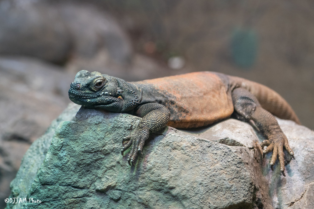 chuckwalla looking sleepy