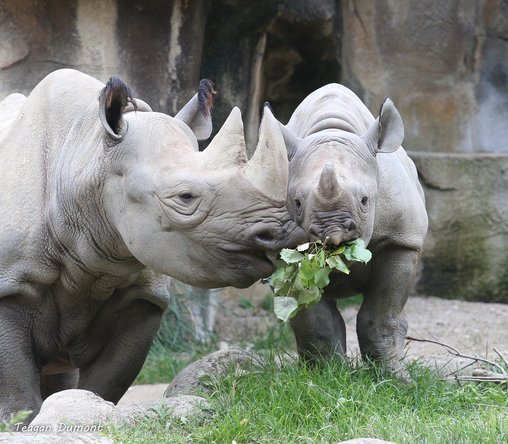 mom and baby black rhino