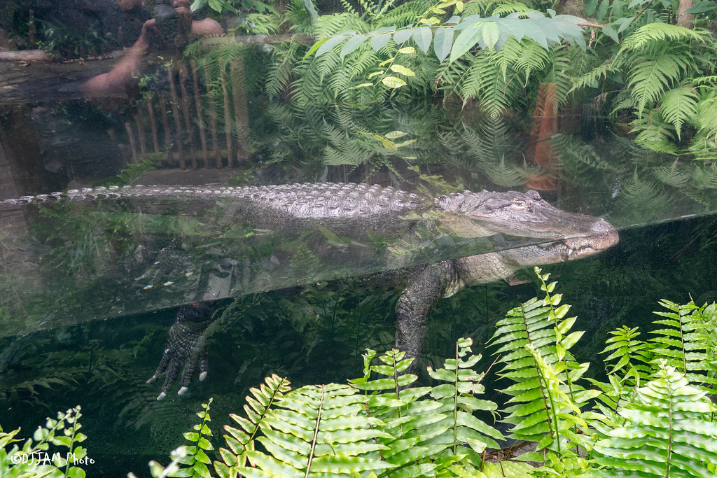 alligator floating in water