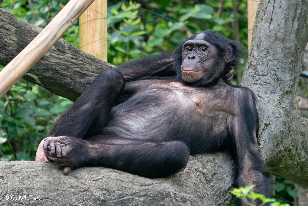 bonobo laying in the trees
