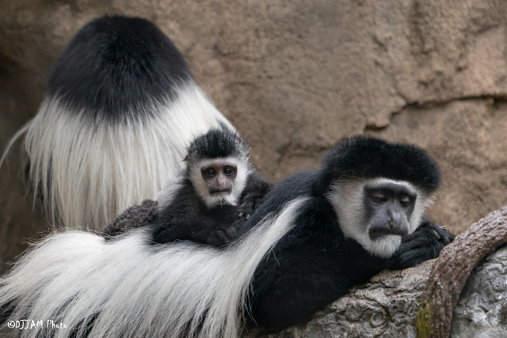 mom and baby colobus monkey laying down
